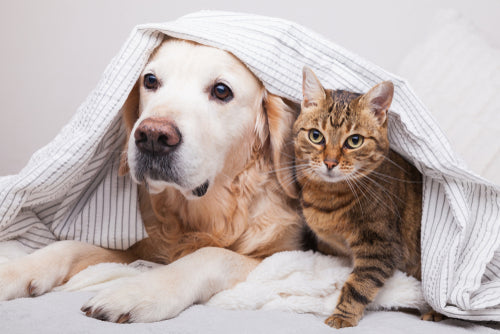 ワンズ、ニャンズの「プロデンティス for Pets」への商品パッケージ